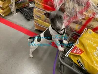 Glacier, a male Teddy Roosevelt Terrier for sale in Liberty Hill, TX – Photo 1 of 3