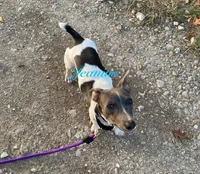 Glacier, a male Teddy Roosevelt Terrier for sale in Liberty Hill, TX – Photo 3 of 3