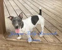 Glacier, a male Teddy Roosevelt Terrier for sale in Liberty Hill, TX – Photo 2 of 3