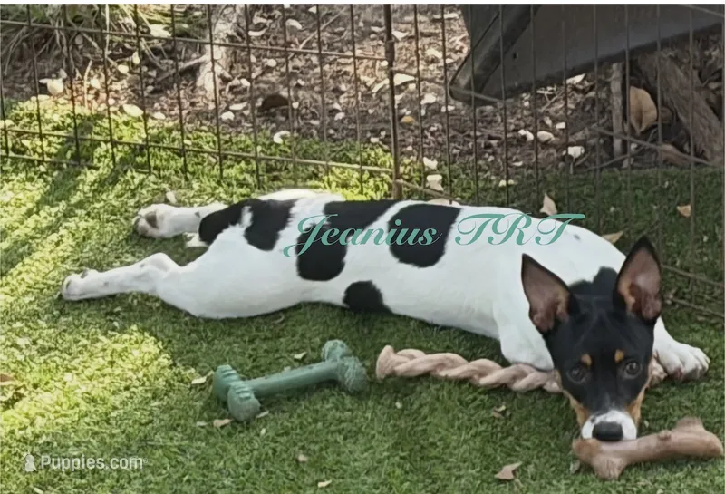 Ladybug 🐞  – Rat Terrier, Teddy Roosevelt Terrier puppy for sale in Liberty Hill, TX