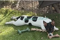 Ladybug 🐞 , a female Rat Terrier and Teddy Roosevelt Terrier for sale in Liberty Hill, TX – 1 of 1
