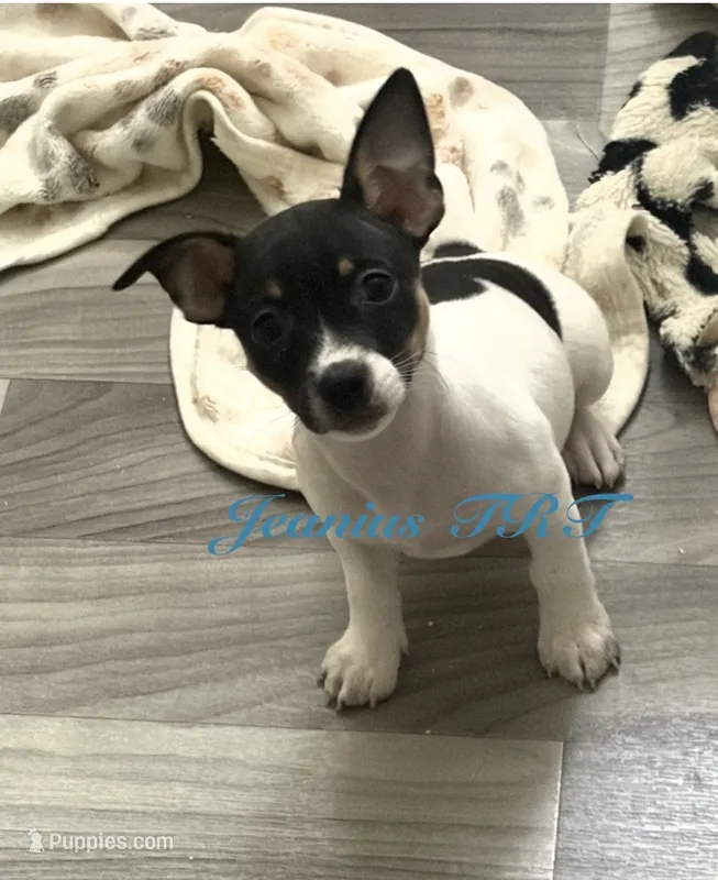 Spring – Rat Terrier, Teddy Roosevelt Terrier puppy for sale in Liberty Hill, TX