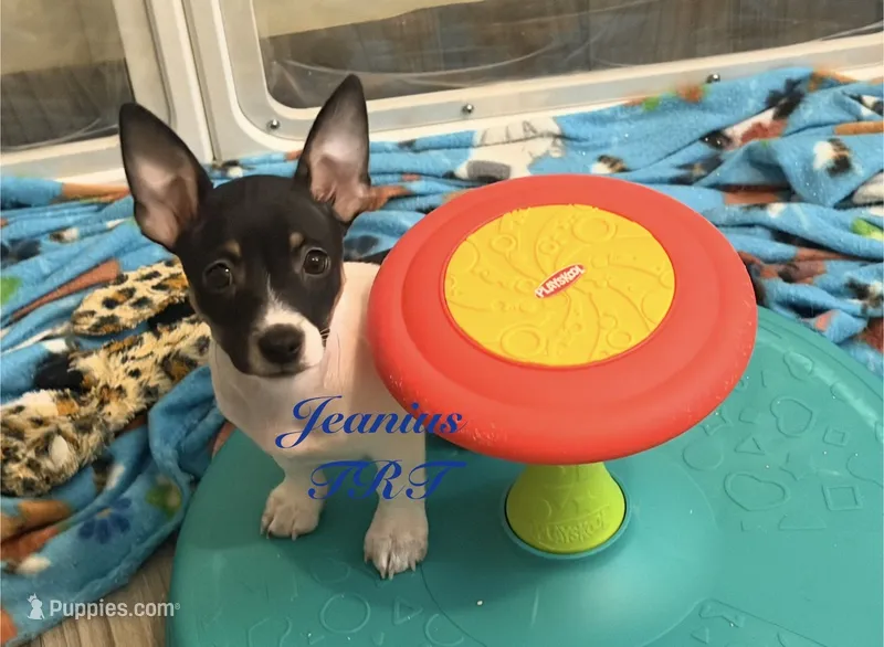 Spring – Rat Terrier, Teddy Roosevelt Terrier puppy for sale in Liberty Hill, TX