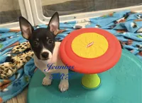 Spring, a female Rat Terrier and Teddy Roosevelt Terrier for sale in Liberty Hill, TX – 3 of 3