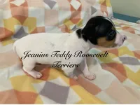 Rain, a female Rat Terrier and Teddy Roosevelt Terrier for sale in Liberty Hill, TX – Photo 2 of 2