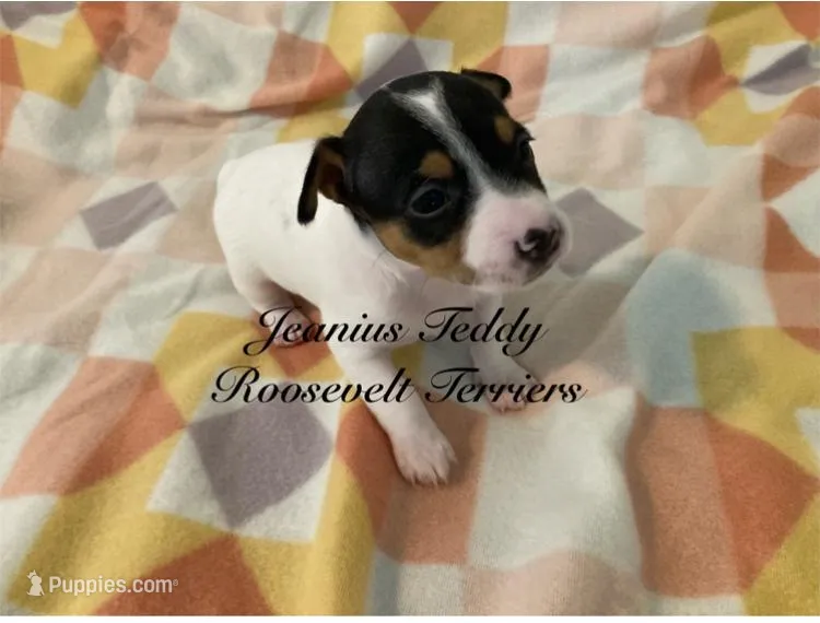 Rain – Rat Terrier, Teddy Roosevelt Terrier puppy for sale in Liberty Hill, TX