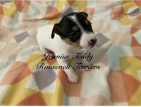 Rain, a female Rat Terrier and Teddy Roosevelt Terrier for sale in Liberty Hill, TX – Photo 1 of 2