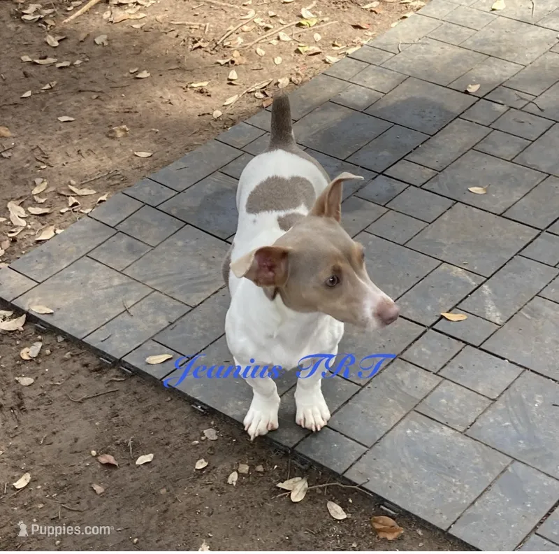 Peri – Rat Terrier, Teddy Roosevelt Terrier puppy for sale in Liberty Hill, TX