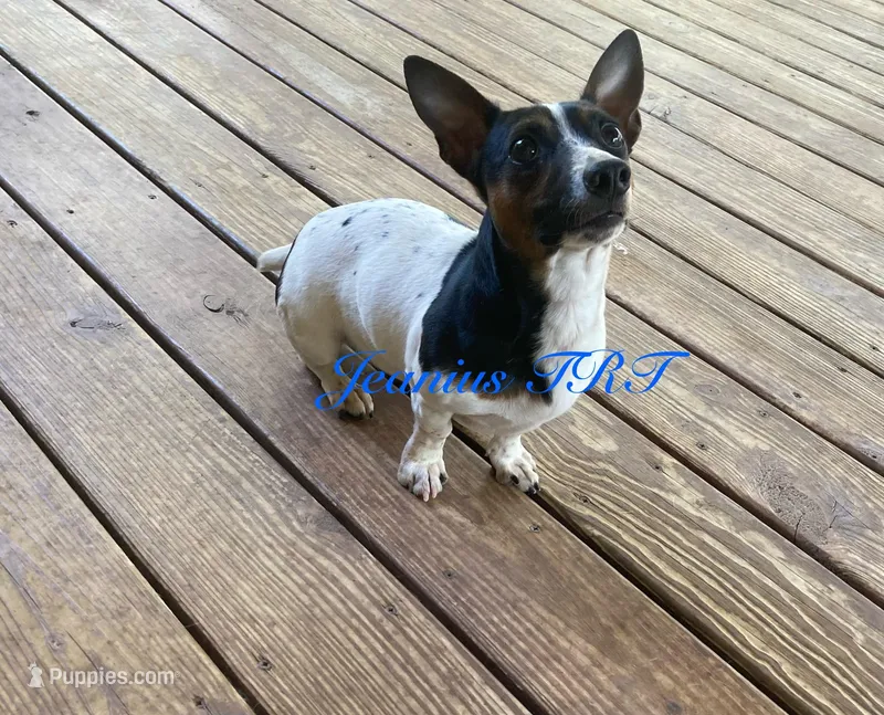 Iris – Teddy Roosevelt Terrier puppy for sale in Liberty Hill, TX