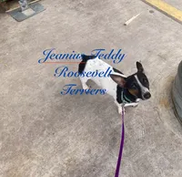 Iris, a female Teddy Roosevelt Terrier for sale in Liberty Hill, TX – Photo 2 of 2