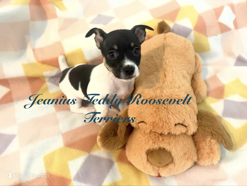 Spring – Rat Terrier, Teddy Roosevelt Terrier puppy for sale in Liberty Hill, TX