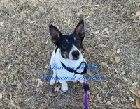 Ice , a male Rat Terrier and Teddy Roosevelt Terrier for sale in Liberty Hill, TX – Photo 2 of 2
