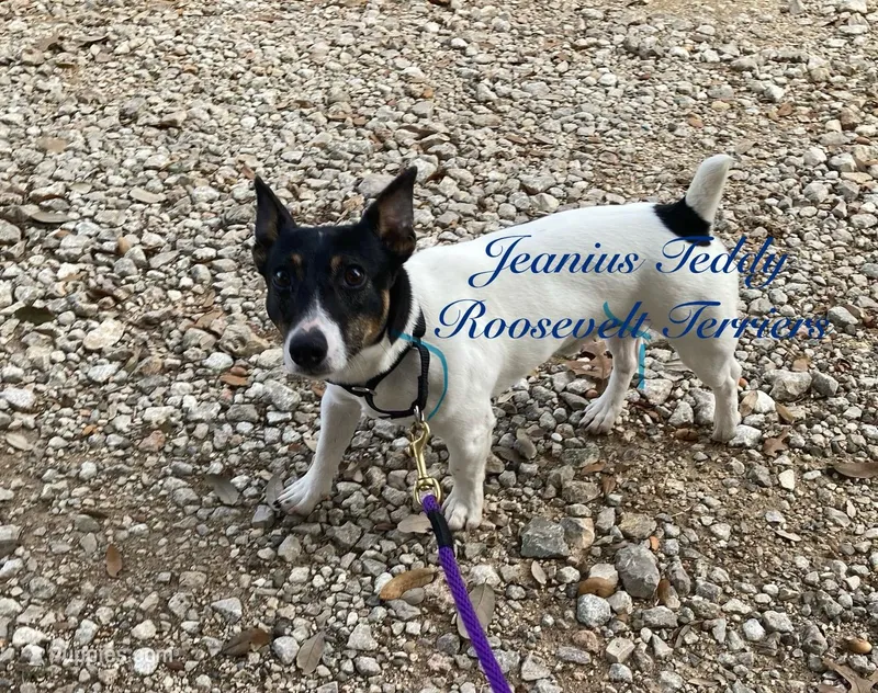 Ice , a male Rat Terrier and Teddy Roosevelt Terrier for sale in Liberty Hill, TX – Photo 1 of 2