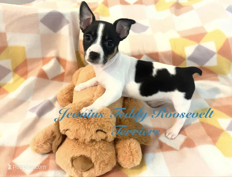 Blossom, a female Rat Terrier and Teddy Roosevelt Terrier for sale in Liberty Hill, TX – 1 of 1