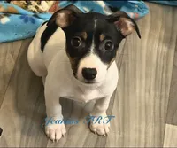 Sky, a female Rat Terrier and Teddy Roosevelt Terrier for sale in Liberty Hill, TX – 3 of 5