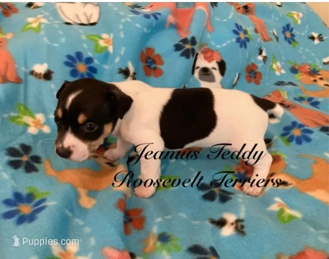 Thunder – Rat Terrier, Teddy Roosevelt Terrier puppy for sale in Liberty Hill, TX