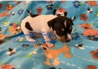 Thunder, a male Rat Terrier and Teddy Roosevelt Terrier for sale in Liberty Hill, TX – Photo 2 of 2
