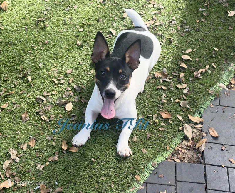 Spring – Rat Terrier, Teddy Roosevelt Terrier puppy for sale in Liberty Hill, TX