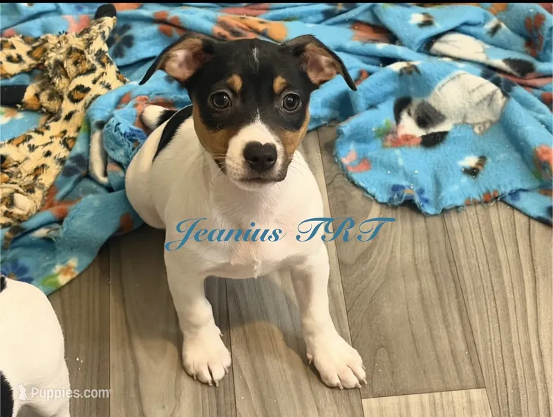 Breeze  – Rat Terrier, Teddy Roosevelt Terrier puppy for sale in Liberty Hill, TX