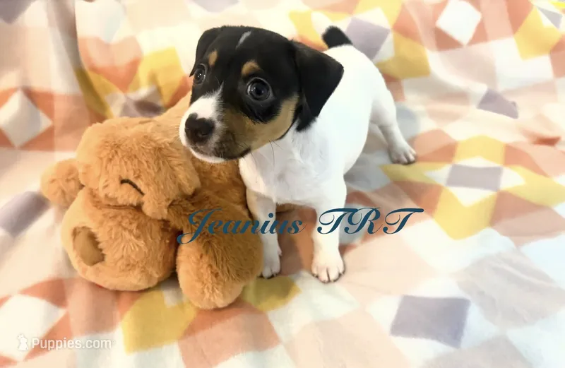 Breeze  – Rat Terrier, Teddy Roosevelt Terrier puppy for sale in Liberty Hill, TX