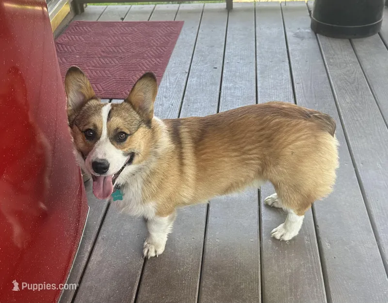 AKC Rusty – Pembroke Welsh Corgi puppy for sale in Robinson, IL