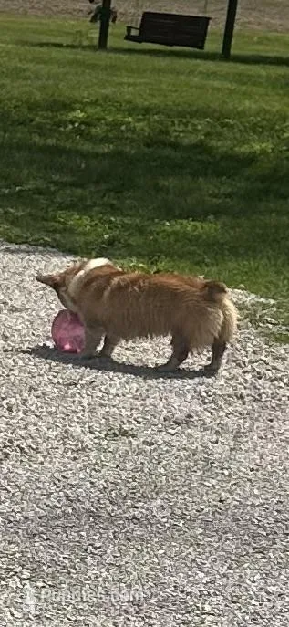 AKC Rusty, a male Pembroke Welsh Corgi for sale in Robinson, IL – Photo 1 of 3
