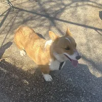 Penny, a female Pembroke Welsh Corgi for sale in Robinson, IL – Photo 8 of 8