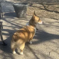 Penny, a female Pembroke Welsh Corgi for sale in Robinson, IL – Photo 3 of 8