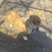 Penny, a female Pembroke Welsh Corgi for sale in Robinson, IL – Photo 1 of 8