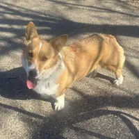 Penny, a female Pembroke Welsh Corgi for sale in Robinson, IL – Photo 5 of 8