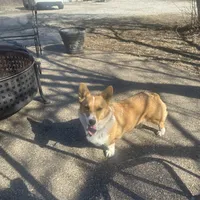 Penny, a female Pembroke Welsh Corgi for sale in Robinson, IL – Photo 2 of 8