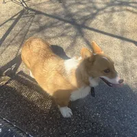 Penny, a female Pembroke Welsh Corgi for sale in Robinson, IL – Photo 6 of 8