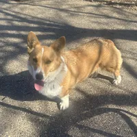 Penny, a female Pembroke Welsh Corgi for sale in Robinson, IL – Photo 7 of 8