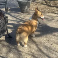 Penny, a female Pembroke Welsh Corgi for sale in Robinson, IL – Photo 4 of 8