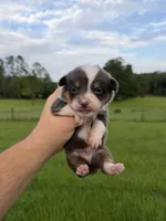 Rafa, a male Pembroke Welsh Corgi for sale in Inverness, FL – 4 of 5