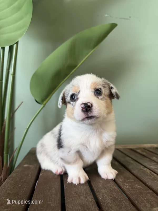 Maple – Pembroke Welsh Corgi puppy for sale in Inverness, FL