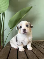 Maple, a female Pembroke Welsh Corgi for sale in Inverness, FL – 1 of 6