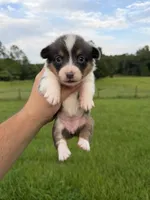 Naya, a female Pembroke Welsh Corgi for sale in Inverness, FL – 5 of 5