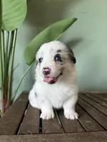 Cookie, a female Pembroke Welsh Corgi for sale in Inverness, FL – 5 of 6