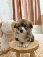 Mary, a female Pembroke Welsh Corgi for sale in Inverness, FL – 3 of 5