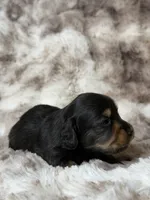 Midnight, a male Miniature Dachshund for sale in Inverness, FL – 3 of 5