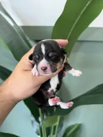 Muffin, a female Pembroke Welsh Corgi for sale in Inverness, FL – 3 of 4