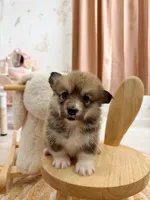 Montana, a female Pembroke Welsh Corgi for sale in Inverness, FL – 3 of 5