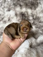 Bloom, a female Miniature Dachshund for sale in Inverness, FL – 5 of 5