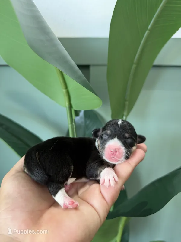 Muffin – Pembroke Welsh Corgi puppy for sale in Inverness, FL