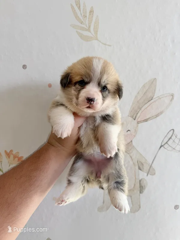 Diana – Pembroke Welsh Corgi puppy for sale in Inverness, FL