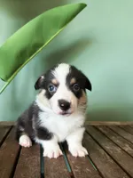Biscuit, a male Pembroke Welsh Corgi for sale in Inverness, FL – 4 of 6