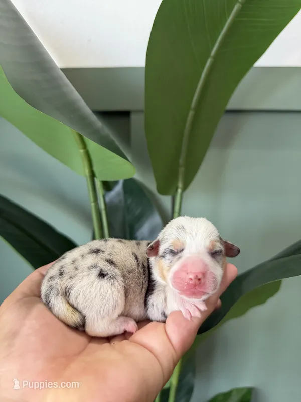 Maple – Pembroke Welsh Corgi puppy for sale in Inverness, FL