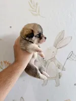 Elizabeth, a female Pembroke Welsh Corgi for sale in Inverness, FL – 5 of 5
