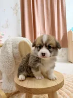 Georgia, a female Pembroke Welsh Corgi for sale in Inverness, FL – 4 of 5